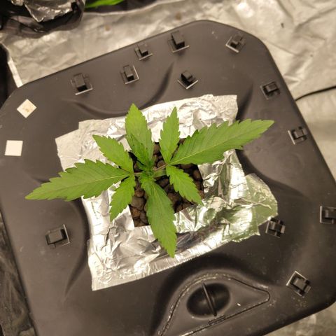 Das Mysteri growlog timeline photo