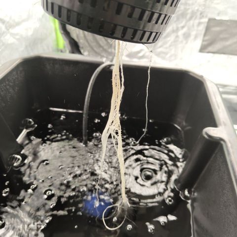 Das Mysteri growlog timeline photo