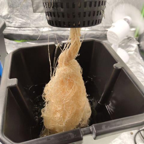 Gorilla Z #3 growlog timeline photo