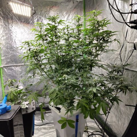 Gorilla Z #3 growlog timeline photo