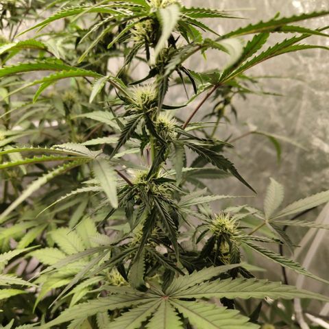 Gorilla Z #3 growlog timeline photo
