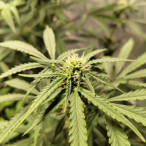 Gorilla Z #3 growlog timeline photo