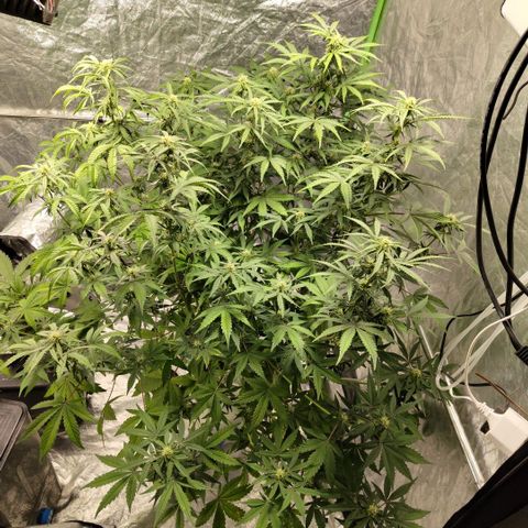 Gorilla Z #3 growlog timeline photo