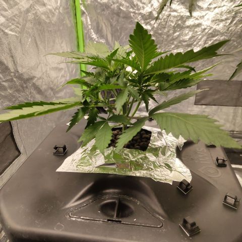 Das Mysteri growlog timeline photo