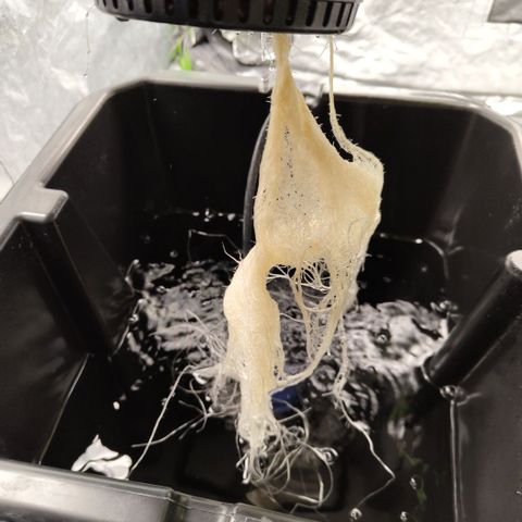 Das Mysteri growlog timeline photo