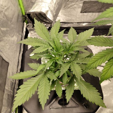 Das Mysteri growlog timeline photo