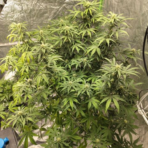 Gorilla Z #3 growlog timeline photo