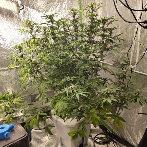 Gorilla Z #3 growlog timeline photo