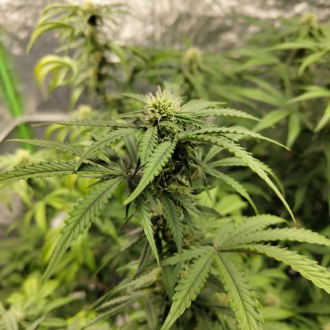 Gorilla Z #3 growlog timeline photo