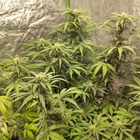 Gorilla Z #3 growlog timeline photo