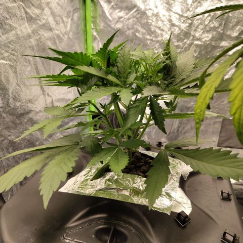 Das Mysteri growlog timeline photo