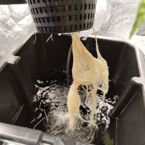 Das Mysteri growlog timeline photo