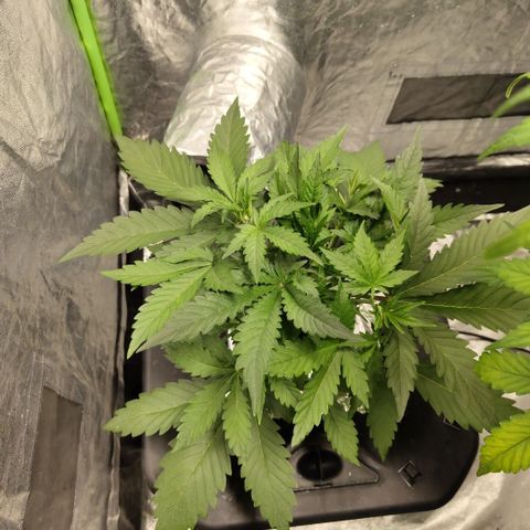 Das Mysteri growlog timeline photo