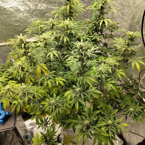 Gorilla Z #3 growlog timeline photo