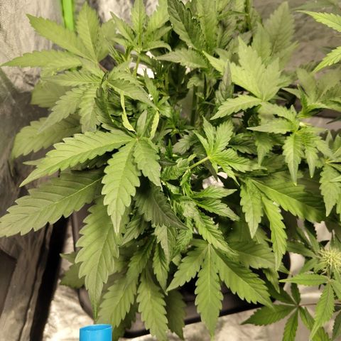 Das Mysteri growlog timeline photo