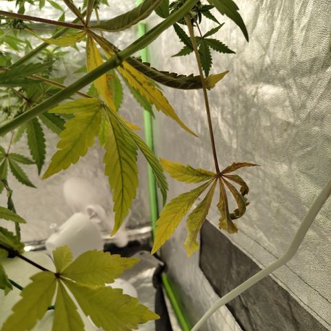 Gorilla Z #3 growlog photo: Yellowing leaves