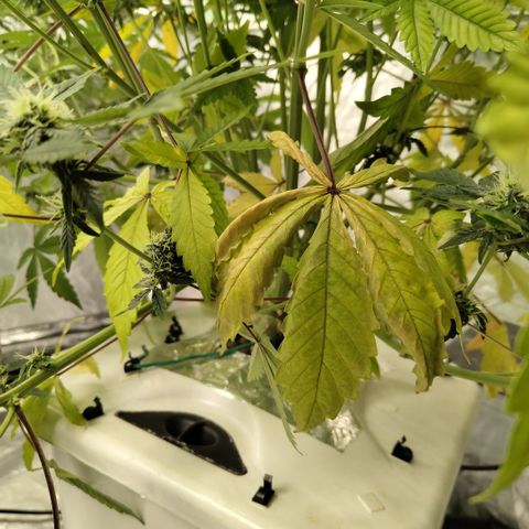 Gorilla Z #3 growlog photo: Yellowing leaves