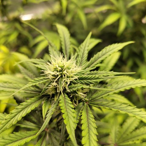 Gorilla Z #3 growlog timeline photo