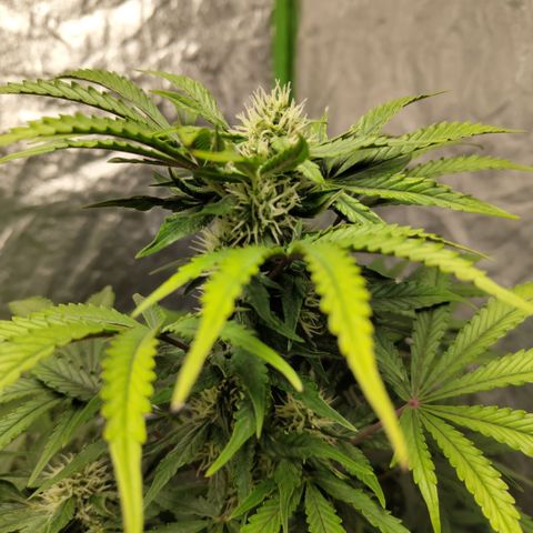 Gorilla Z #3 growlog timeline photo