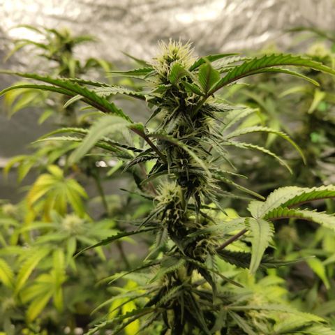 Gorilla Z #3 growlog timeline photo