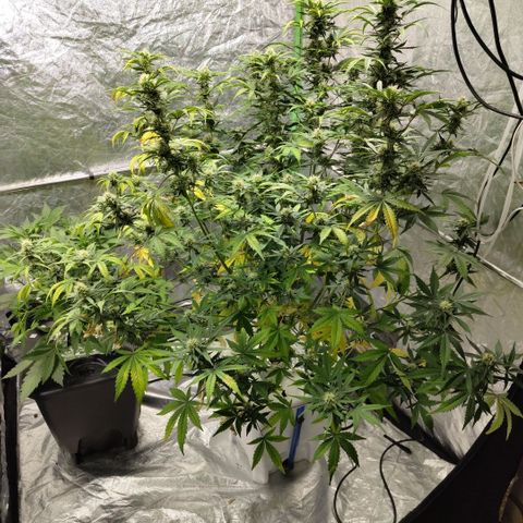 Gorilla Z #3 growlog timeline photo