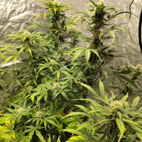 Gorilla Z #3 growlog timeline photo