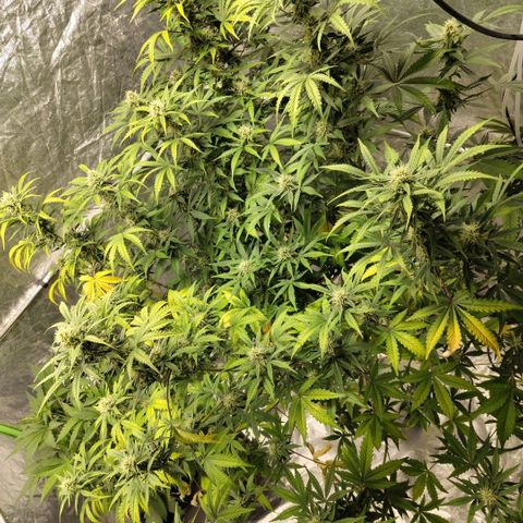 Gorilla Z #3 growlog timeline photo