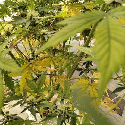 Gorilla Z #3 growlog photo: Problems