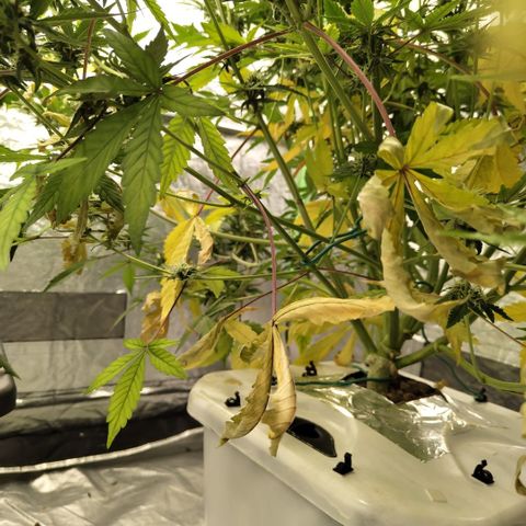 Gorilla Z #3 growlog photo: Problems