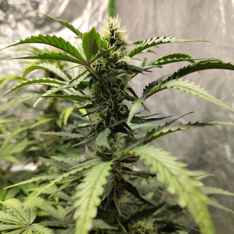 Gorilla Z #3 growlog timeline photo