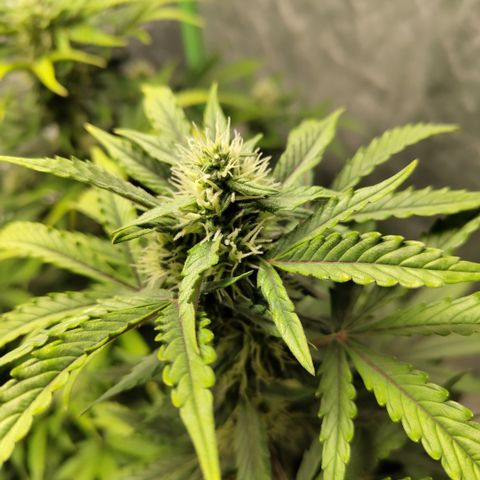 Gorilla Z #3 growlog timeline photo