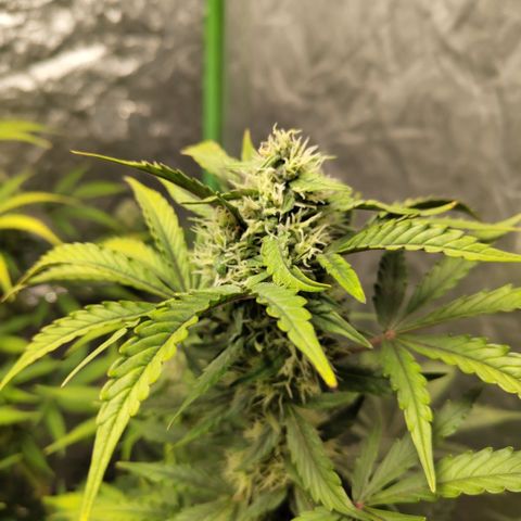 Gorilla Z #3 growlog timeline photo