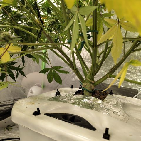 Gorilla Z #3 growlog timeline photo
