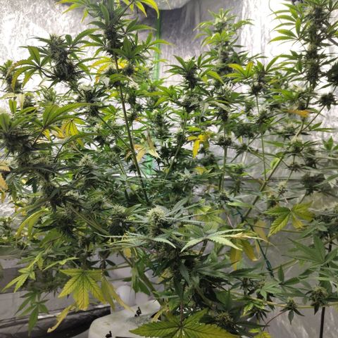 Gorilla Z #3 growlog timeline photo