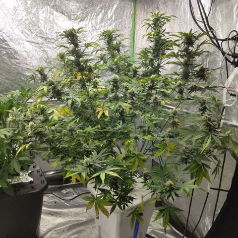 Gorilla Z #3 growlog timeline photo