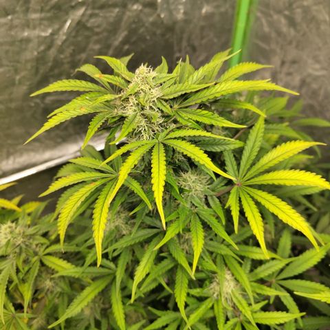 Gorilla Z #3 growlog timeline photo