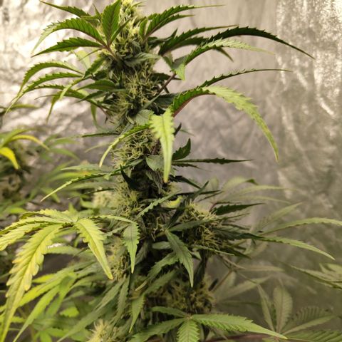 Gorilla Z #3 growlog timeline photo
