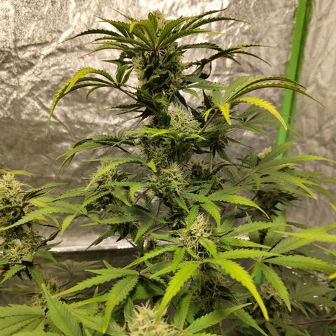 Gorilla Z #3 growlog timeline photo