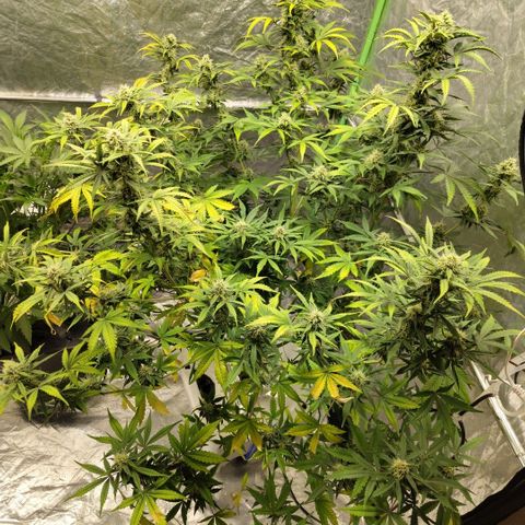 Gorilla Z #3 growlog timeline photo