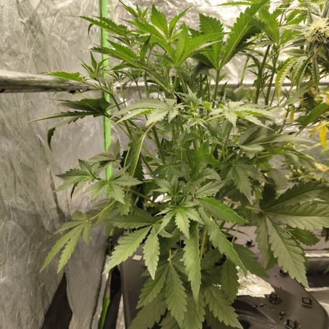 Das Mysteri growlog timeline photo