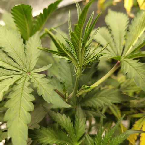 Das Mysteri growlog timeline photo