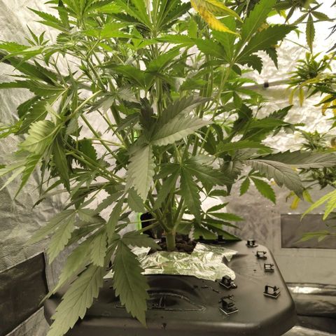Das Mysteri growlog timeline photo