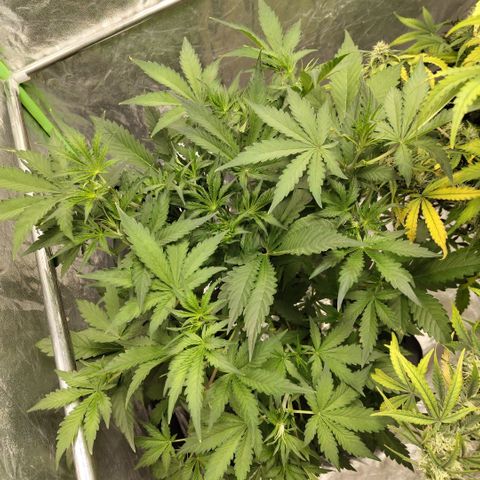 Das Mysteri growlog timeline photo