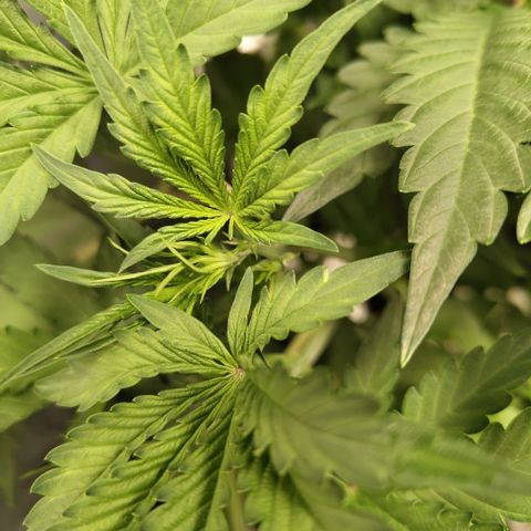 Das Mysteri growlog timeline photo
