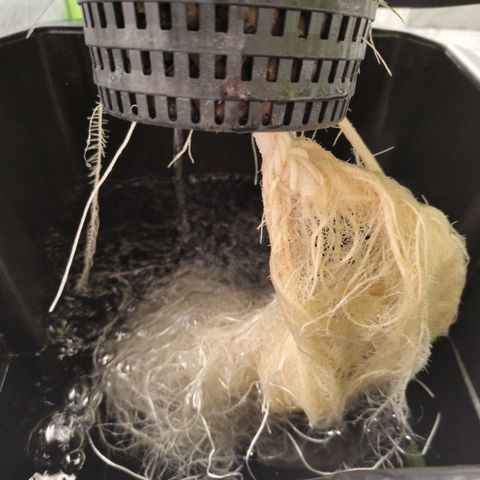 Das Mysteri growlog timeline photo