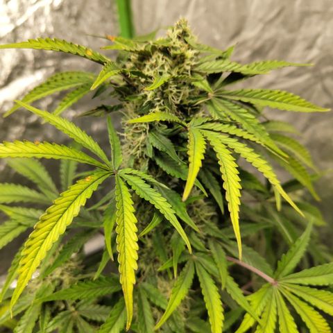 Gorilla Z #3 growlog timeline photo