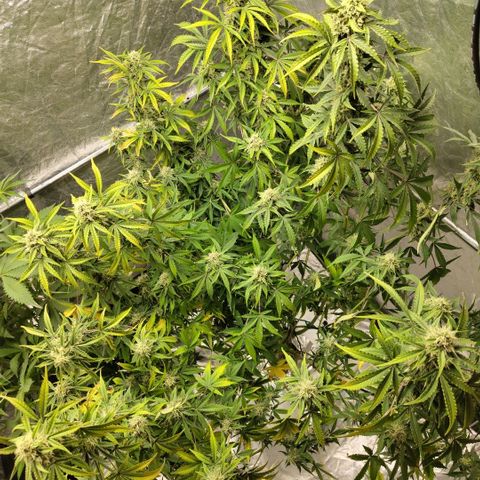 Gorilla Z #3 growlog timeline photo
