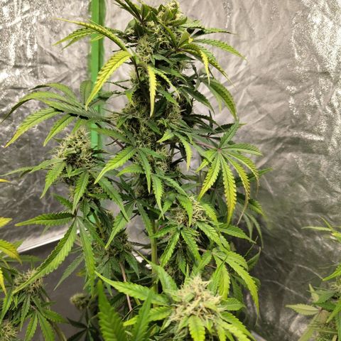 Gorilla Z #3 growlog timeline photo