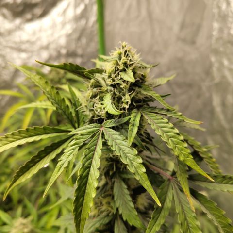 Gorilla Z #3 growlog timeline photo