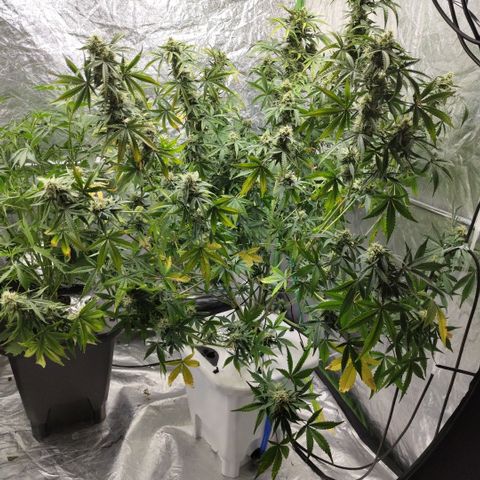 Gorilla Z #3 growlog timeline photo